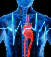 Маркетинговое исследование рынка средств индивидуального мониторинга состояния сердечно-сосудистой системы человека